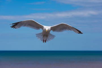 Seagull in flight