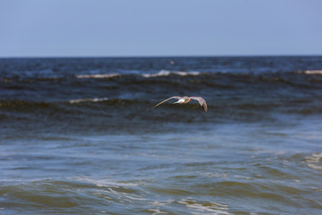 The seagull flies fast over the surface of the ocean