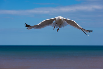 Seagull in flight