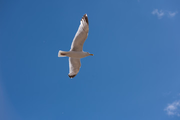 Seagull in flight