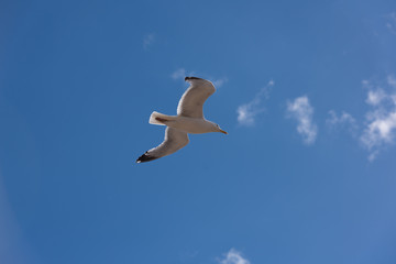 Seagull in flight