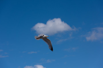 Seagull in flight