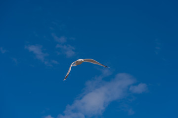 Seagull in flight