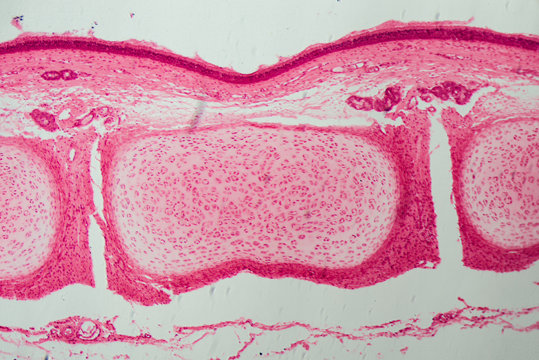 dog olfactory membrane section