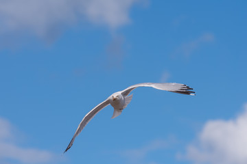Seagull in flight