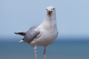 Seagull