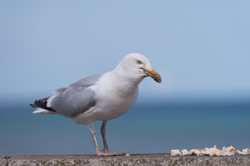 Seagull