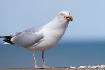 Seagull