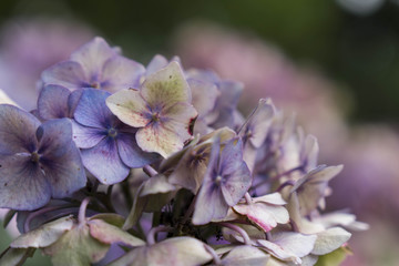 Purple-Rain-Flower