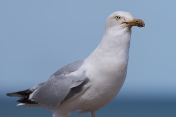 Seagull