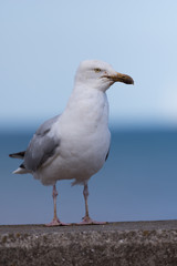 Seagull