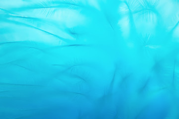 Bird feather close-up of blue color. Macro bird feather background. Artistic and gentle image.