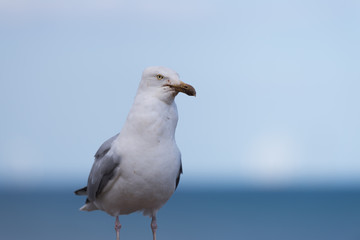 Seagull