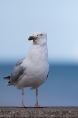 Seagull