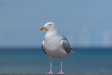 Seagull