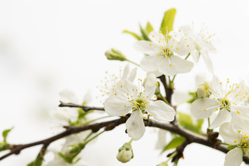 Blooming tree. Apple blossom, apple tree flowers on a branch. White background