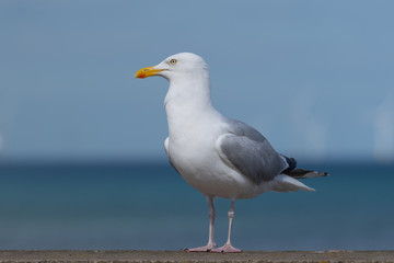 Seagull