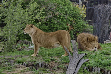 Naklejka premium Portrait of two lions relax to go out in nature, Sofia, Bulgaria