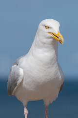 Seagull