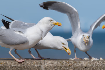 Seagull