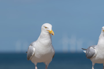 Seagull