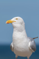 Seagull