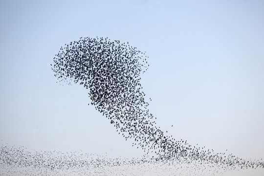 Dance of the starlings