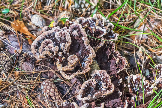 Inedible mushroom Thelephora ground (Thelephora terrestris)