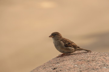 sparrow