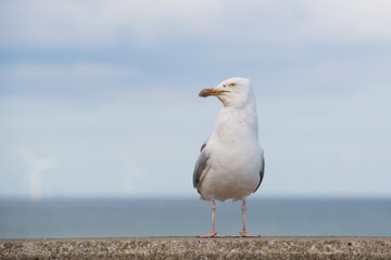 Seagull