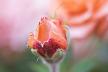 Rosebud, pink beautiful rose,  macro photography, background.