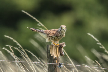 Falke auf der jagd