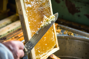 Fototapeta The beekeeper separates the wax from the honeycomb frame. obraz