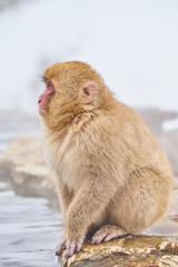 Japanese snow monkeys grooming in hot pool Japanese Macaque, Jigokudani Monkey Park, Nagano, Snow monkey
