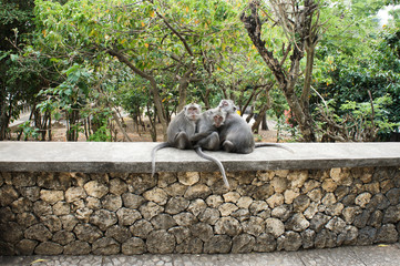Three Monkeys sitting on a wall in Bali