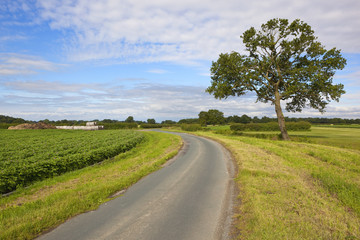 Fototapeta premium rural highway and potato crop