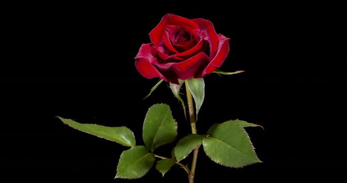 Blooming of red rose flower on black background, 4K timelapse video