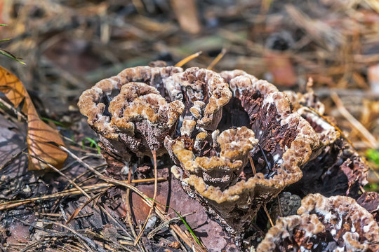 Inedible mushroom Thelephora ground (Thelephora terrestris)