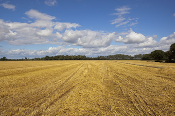 Fototapeta na wymiar harvested wheat field