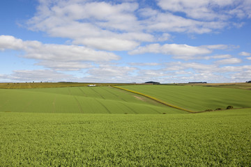 yorkshire pea crops