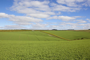 Obraz premium yorkshire pea crops