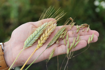 Fototapeta na wymiar Rye, oats, wheat and triticale in the palm of the hand on the green background