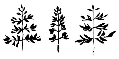 Set of hand drawn plant. Sketch style vector illustration. Leaves as element of design.