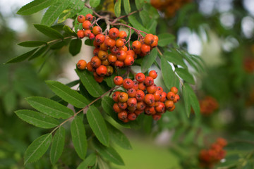 A bunch of rowan berries on a blurred background close