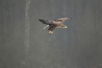 PIGARDo en Bialowieza