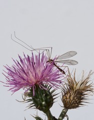 tipula sobre flor de cardo