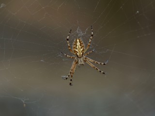 argiope
