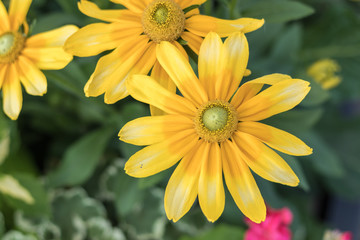 Yellow Flower