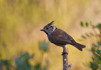 herrerillo capuchino sobre fondo natural