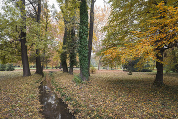 Fototapeta premium Park with trees and small creek in the fall and foliage